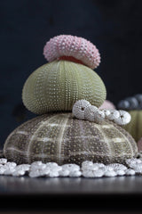 My Urchin Earrings feature a trio of tapering urchin motifs that flatter the ear