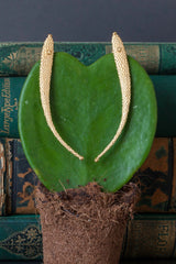 My Phish Drop Earrings are long elegant statement earrings reminiscent of fishes