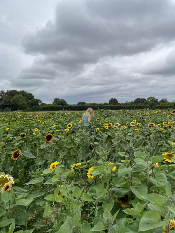 Sunflower love pick your own sunflowers Kent and Sunflower Jewellery Catherine Hills 