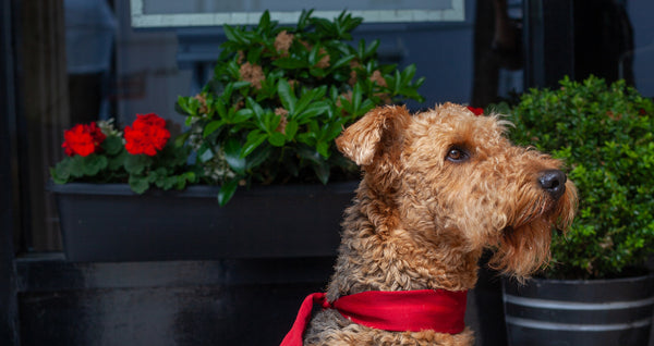 A Day in the Life of Rolo - Airedale Terrier & Jewellery Shop Dog
