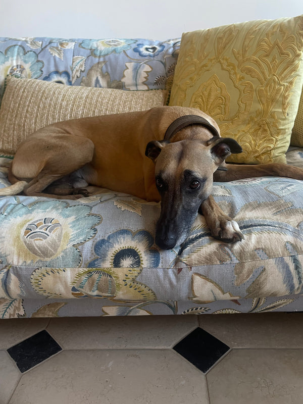 A Thoughtful Gift Whippet-Loves and Tips for Owning a Whippet