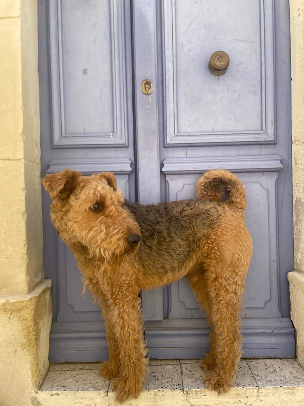 Rolo airedale terrier French door