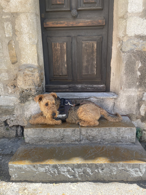 Catherine Hills Jewellery Shop Airedale Terriers Holiday in Montpellier France 2025 